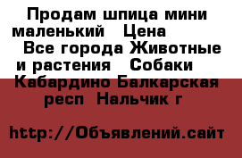 Продам шпица мини маленький › Цена ­ 15 000 - Все города Животные и растения » Собаки   . Кабардино-Балкарская респ.,Нальчик г.